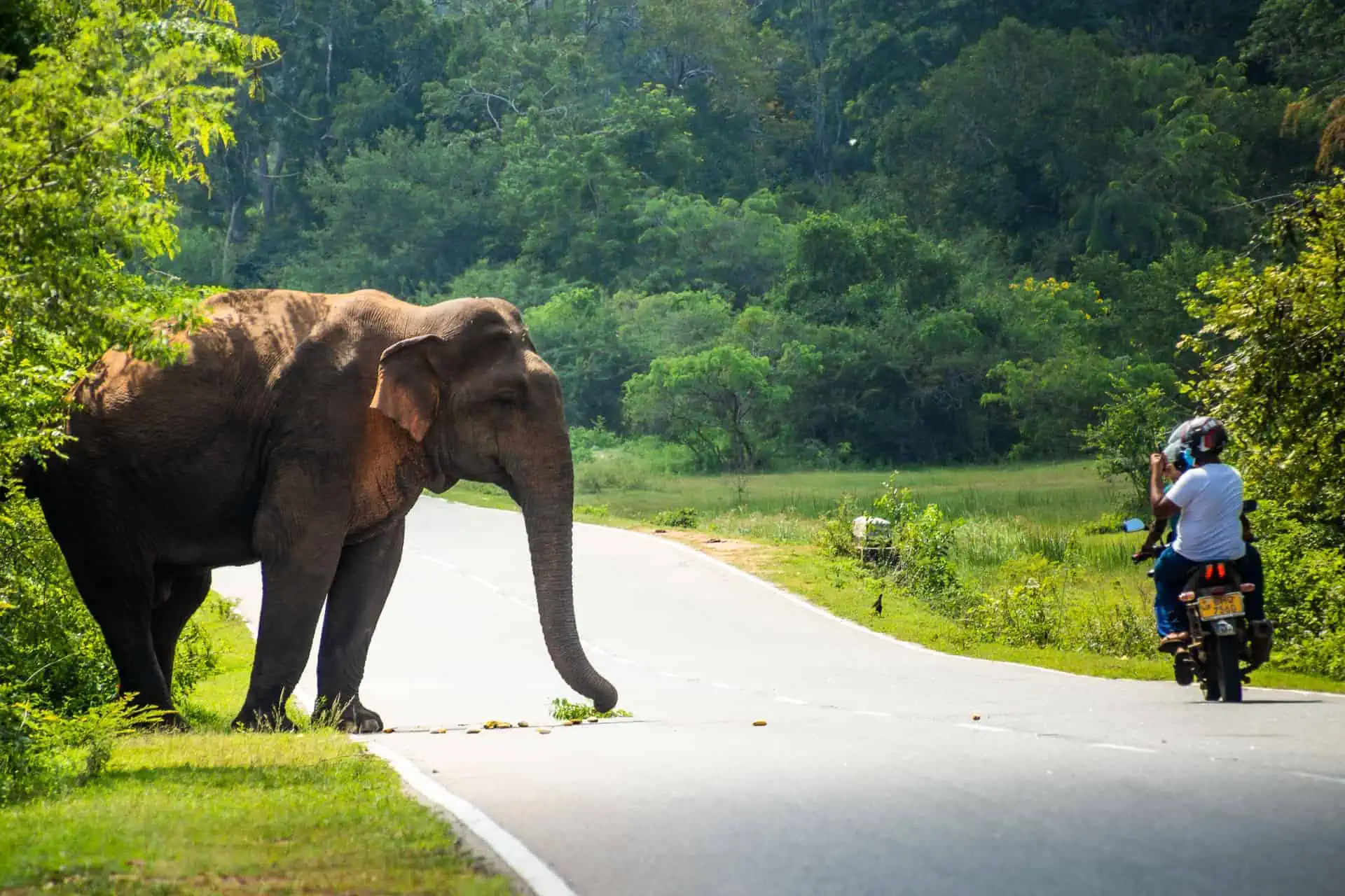Sri Lanka Rundreise auf eigene Faust - Begegnung mit Elefanten