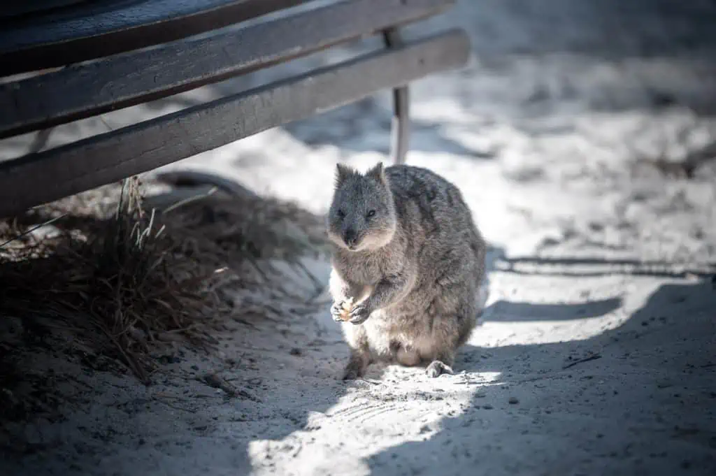 Sehenswürdigkeit Perth Quokkas auf Rottnest Island