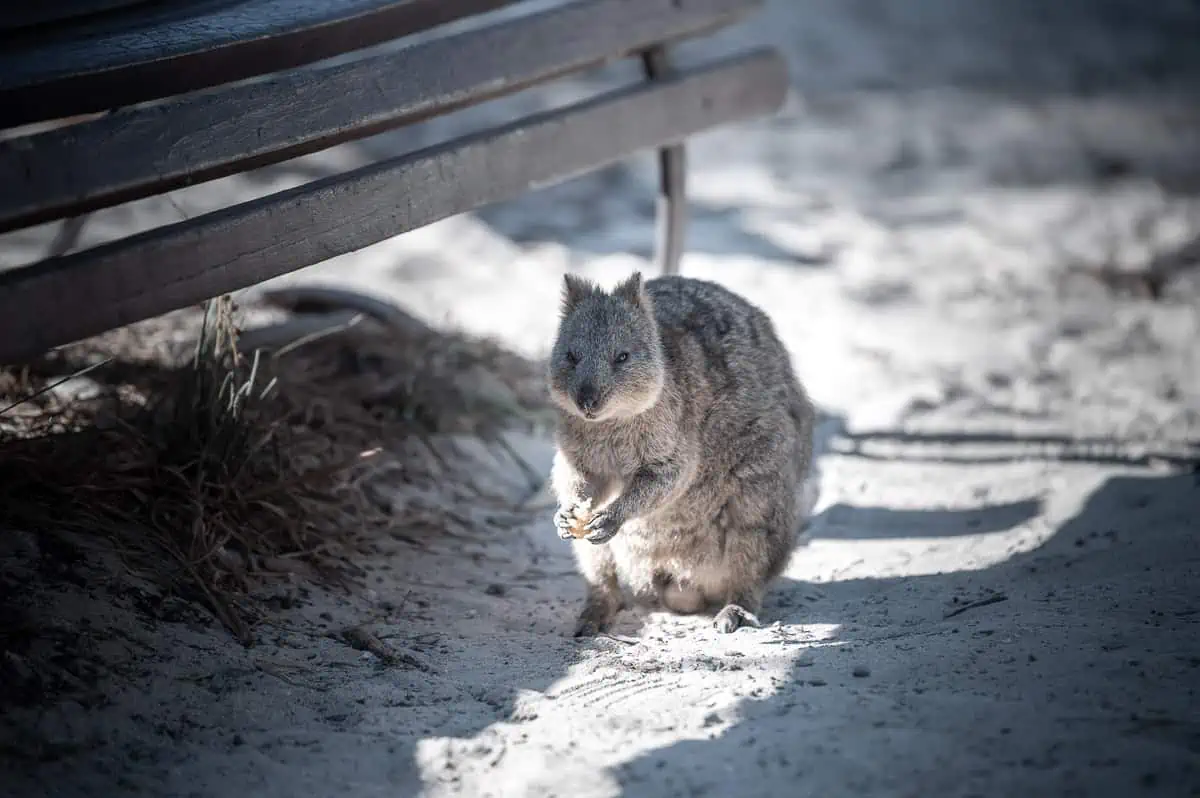 Sehenswürdigkeit Perth Quokkas auf Rottnest Island