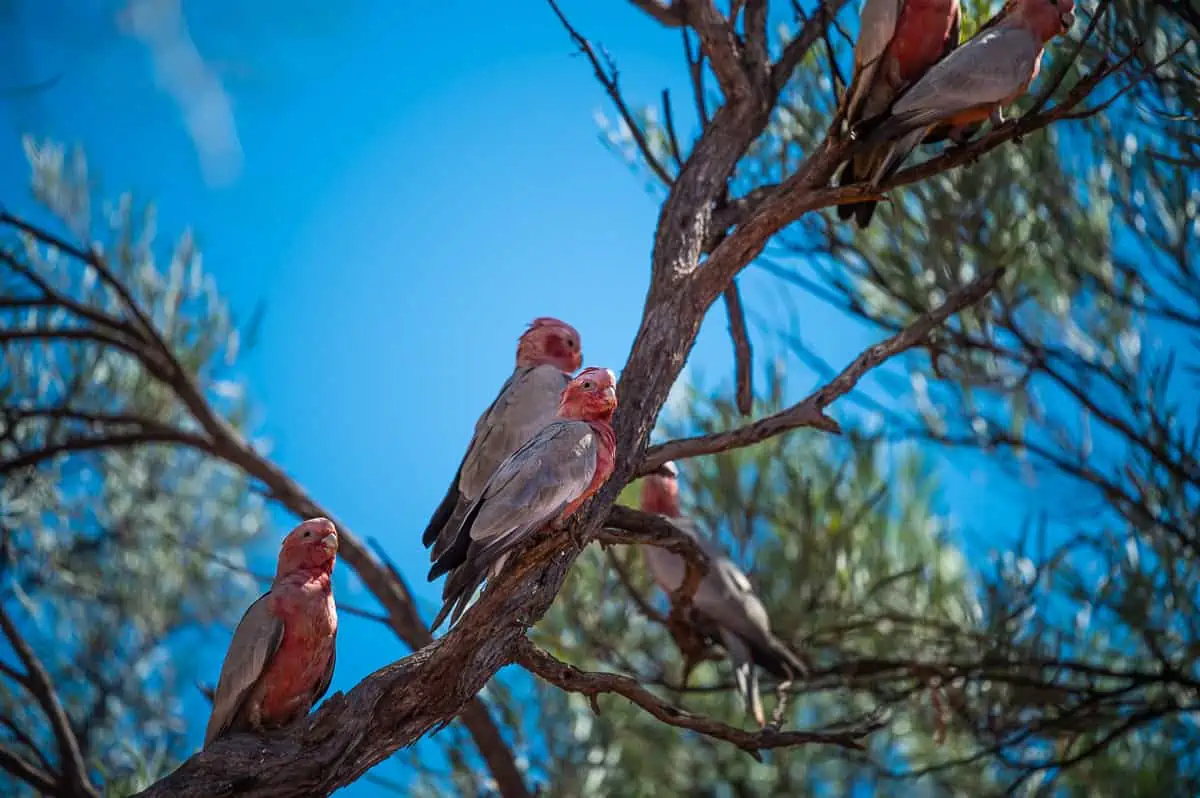 Kakadus auf der Australien Reise