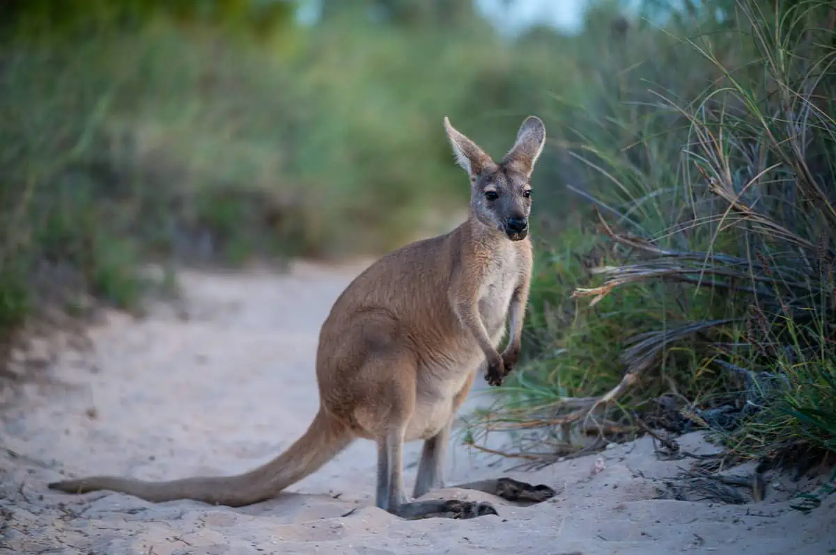 Australien Tiere - Känguru am Strand in Australien