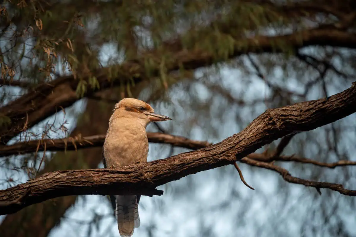 Australien Vögel - Kookaburra in Australien