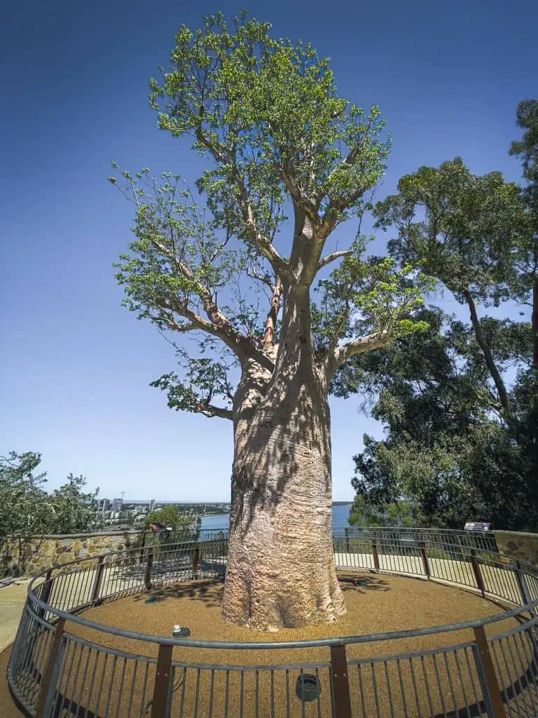 Sehenswürdigkeit Perth Kingspark