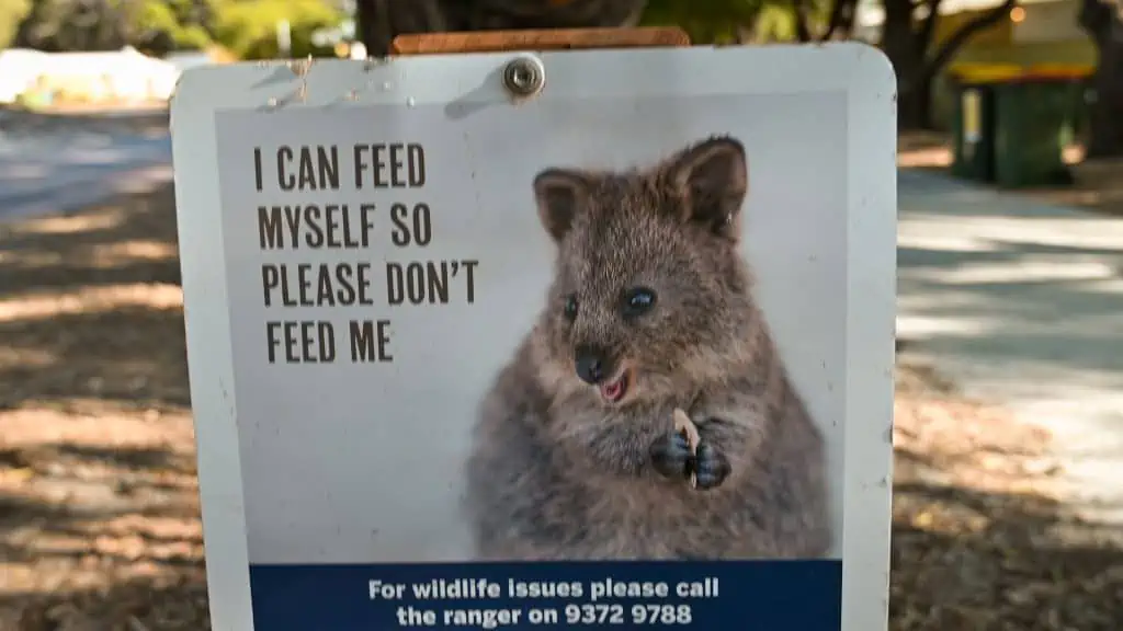 Quokka Rottnest Island