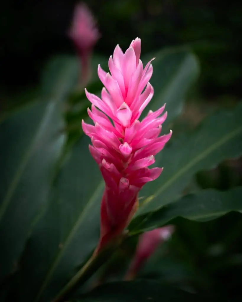 Botanischer Garten Medellin Kolumbien