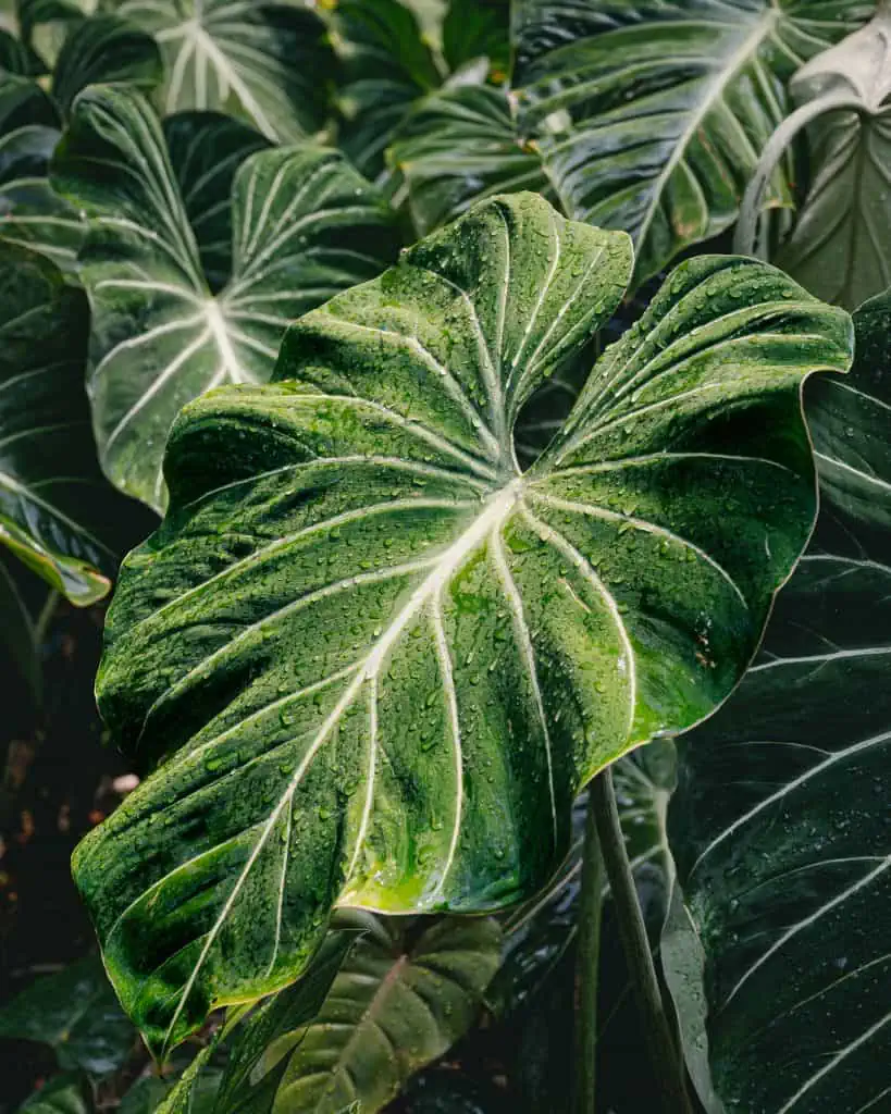 Medellin Kolumbien Tropische Pflanzen im Botanischen Garten