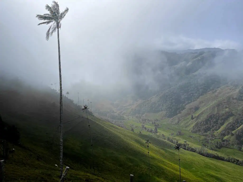 Wachspalme Cocora Valley