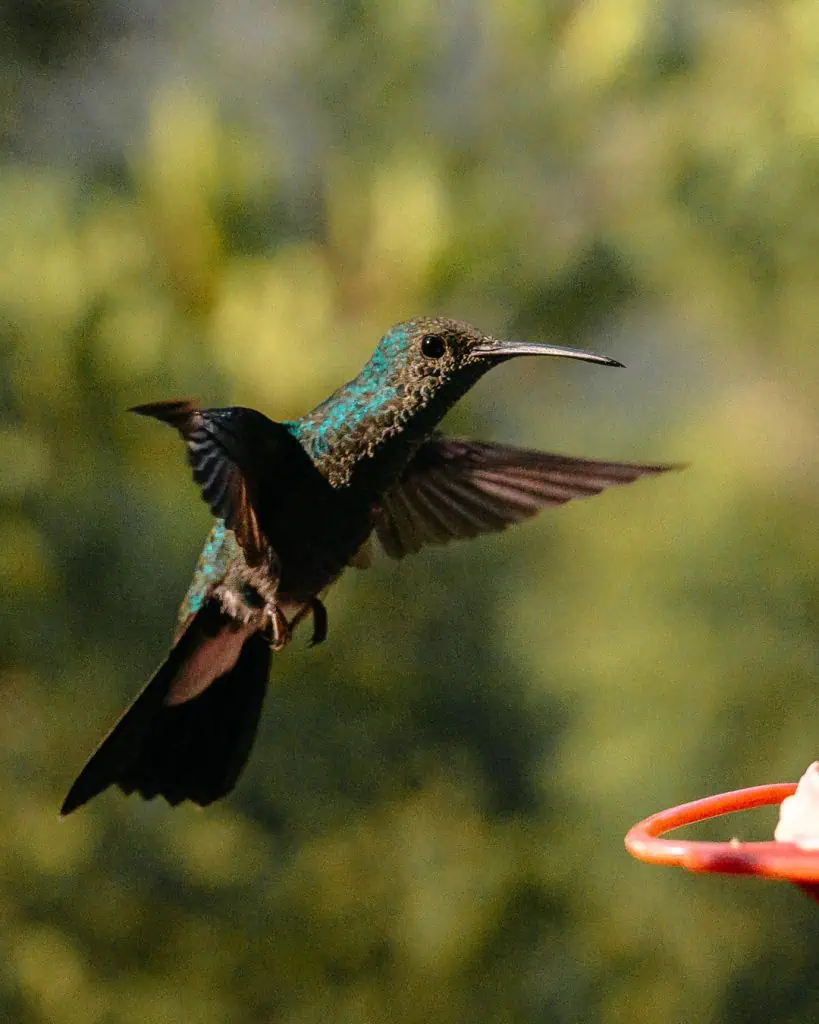Kolibri Kolumbien