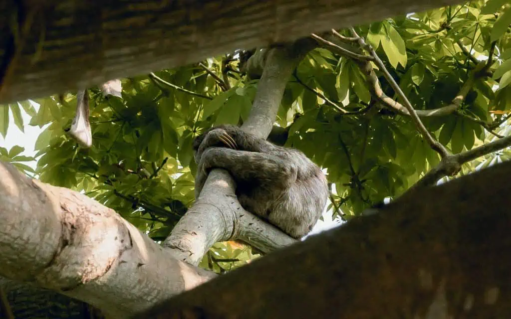 Faultiere in Cartagena