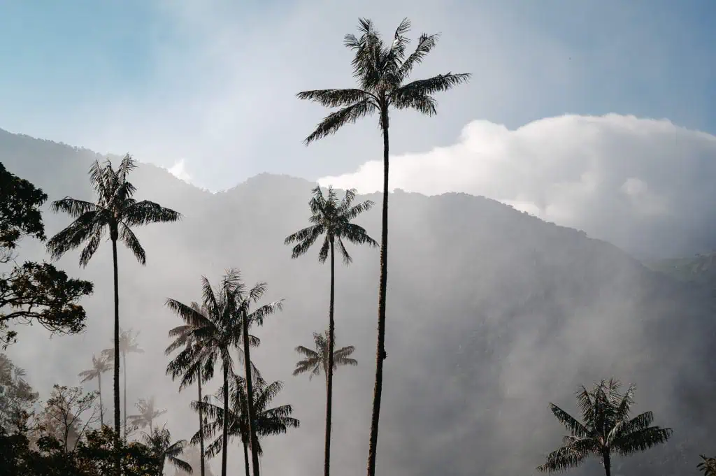 Valle de Cocora Kolumbien Highlight