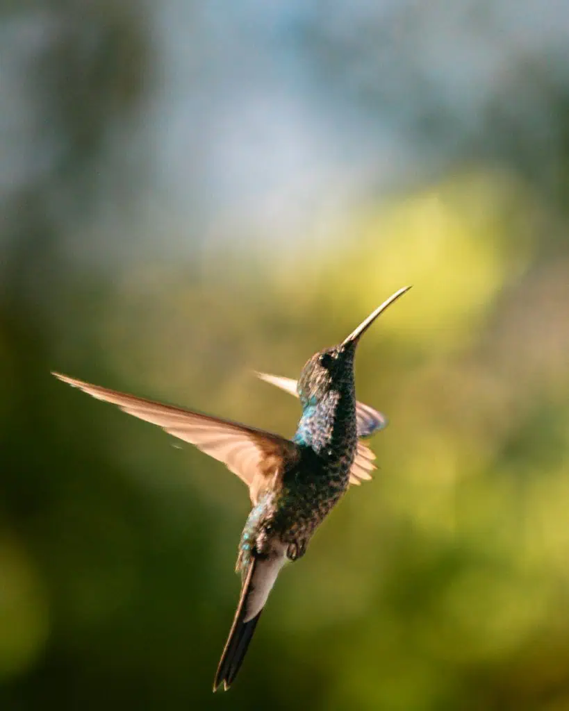 Kolibri in Minca Kolumbien