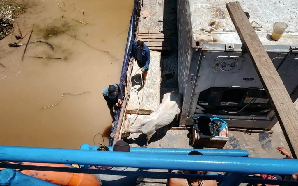 Vieh wird auf dem Frachtschiff nach Iquitos transportiert