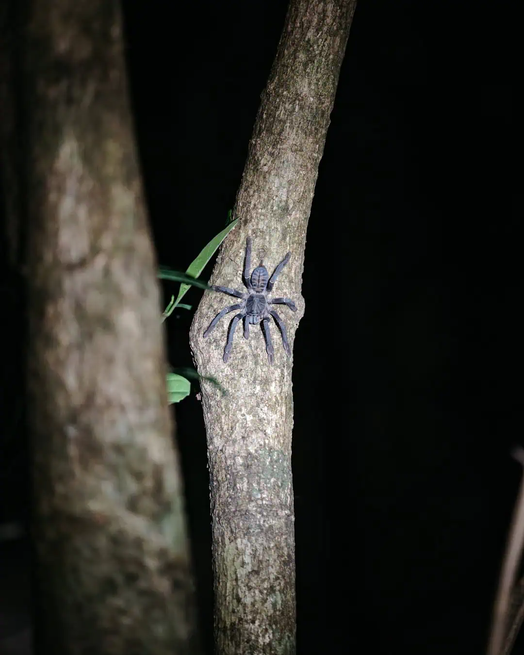 Vogelspinne Tangkoko Nationalpark 