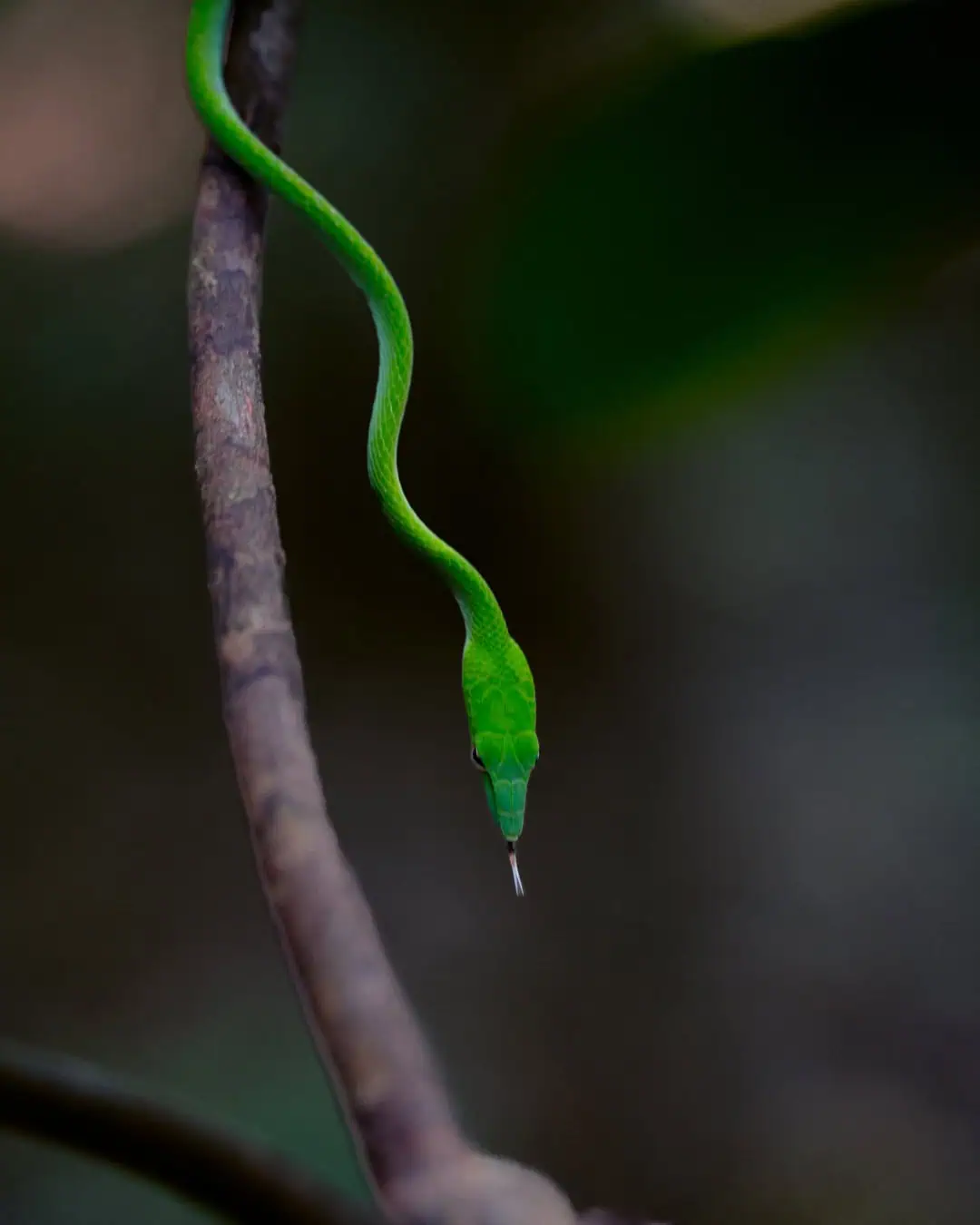 Sulawesi Schlange im Tangkoko Nationalpark