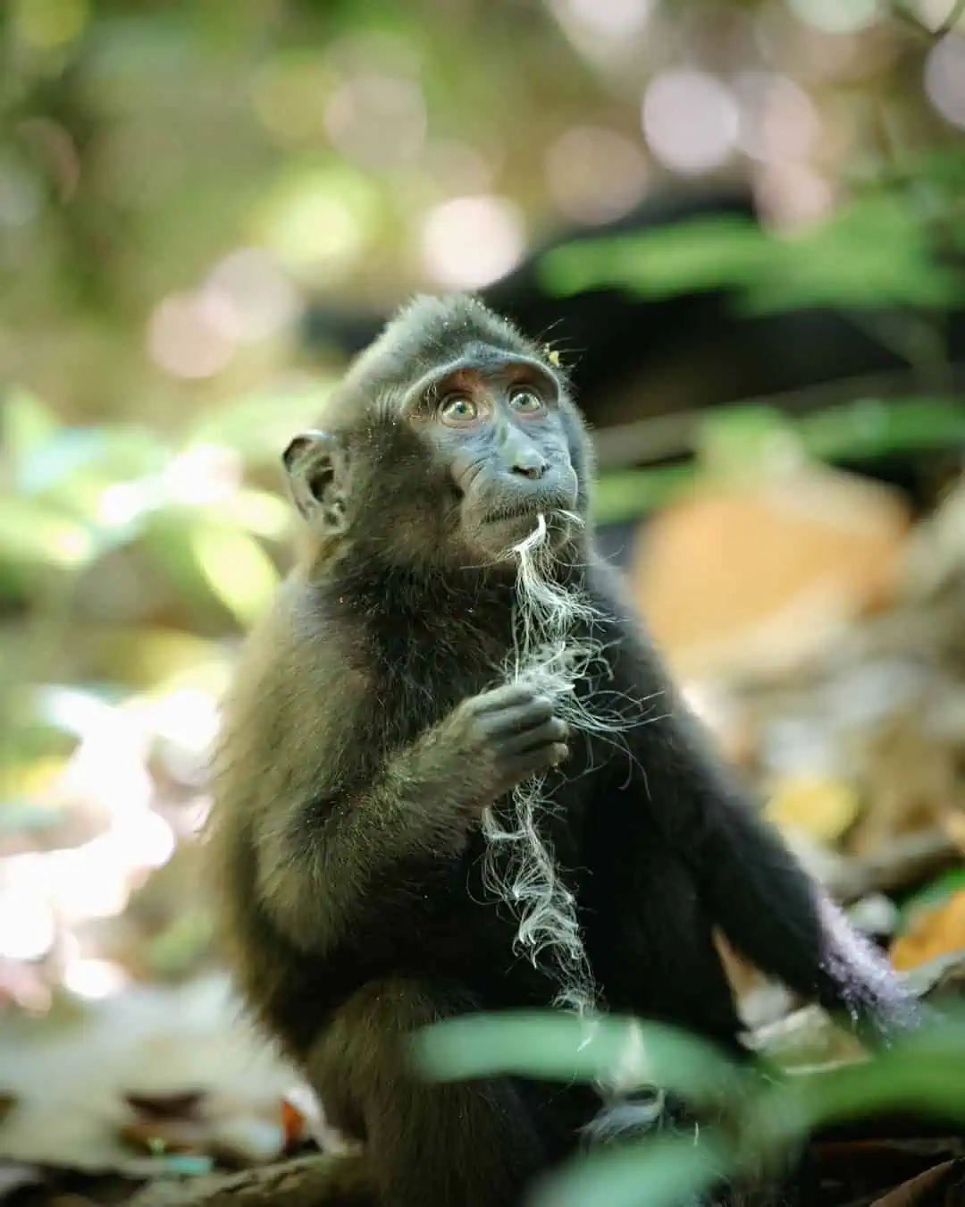Schwarz Makaken im Tangkoko Nationalpark Sulawesi