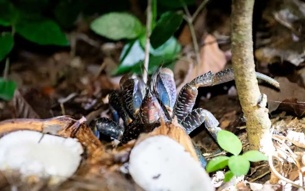Coconut Crab auf den Togian Inseln