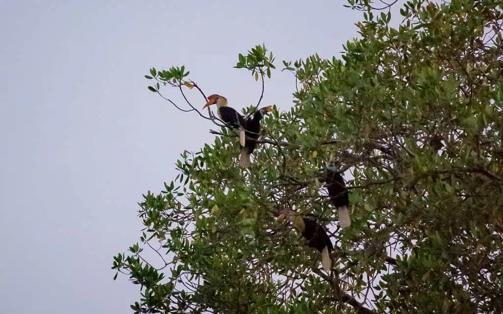 Hornvögel auf den Togian Inseln Sulawesi