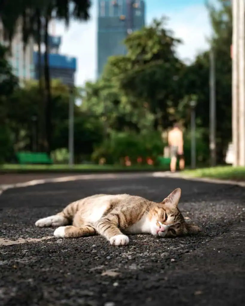 Katze relaxt im Lumphini Park Bangkok