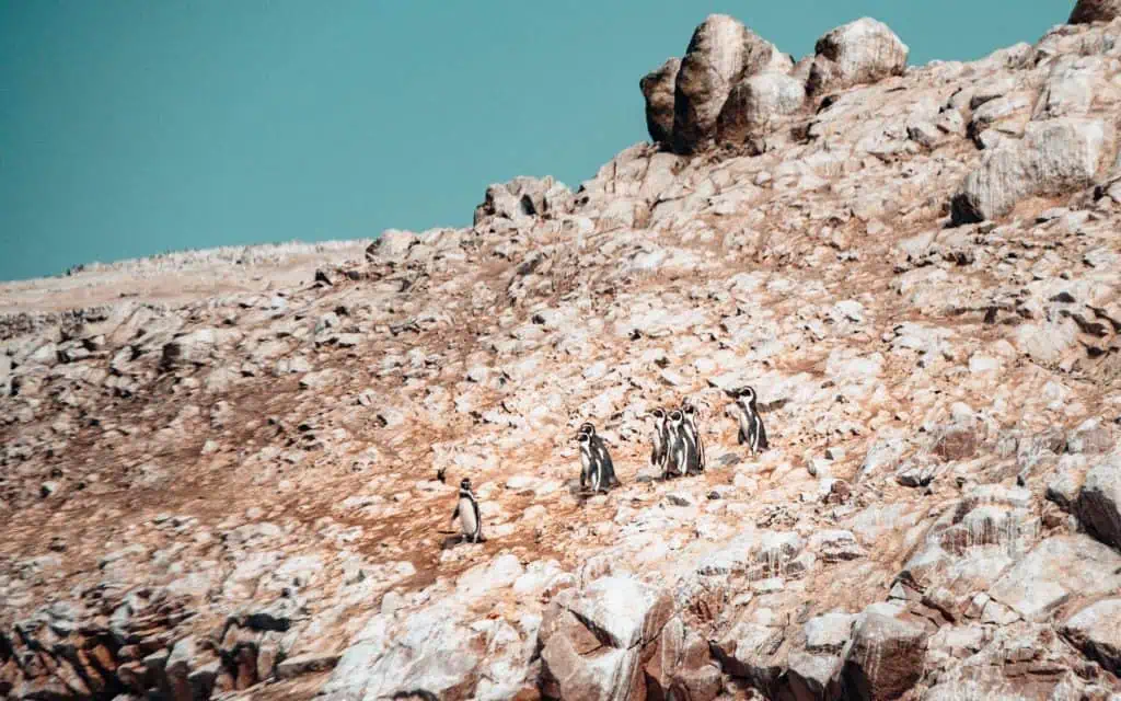 Pinguine auf den Ballestas Islands in Peru