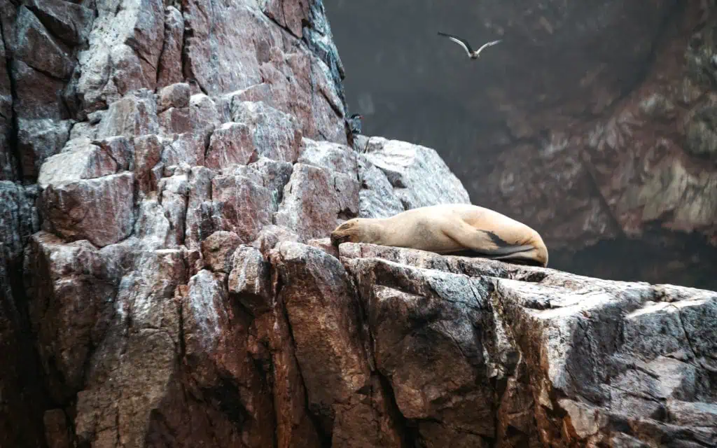 Schlafender Seehund auf den Ballestas Islands in Peru