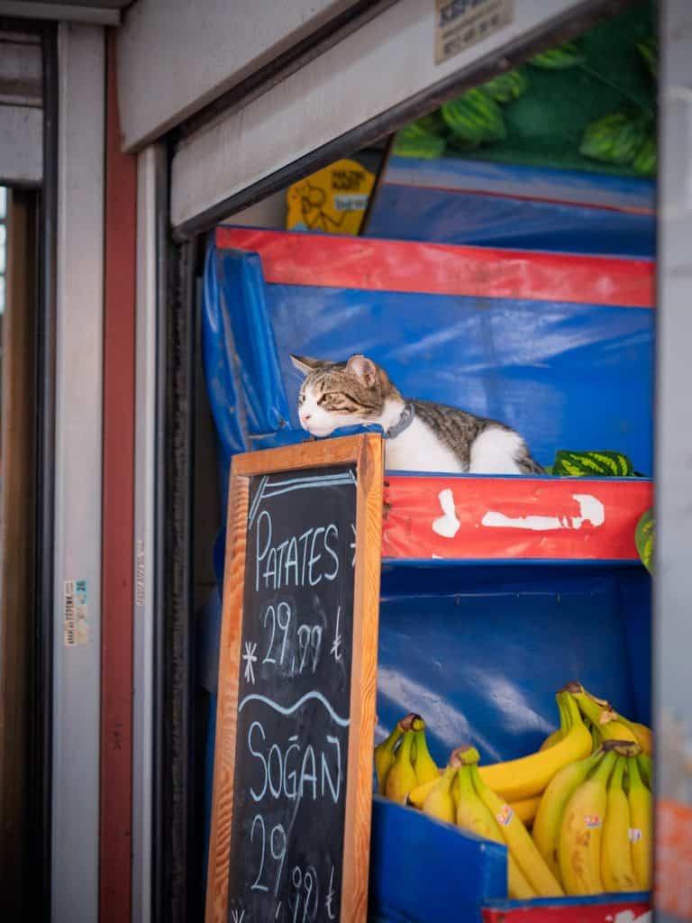 Katzen im Obststand im Viertel Çukurcuma in Istanbul