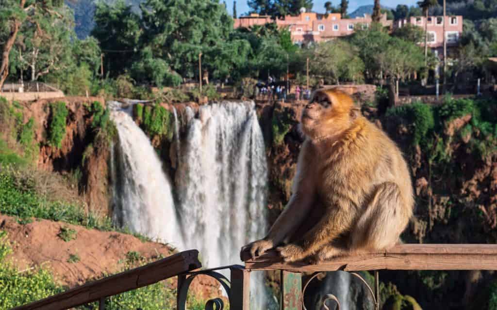 Berberaffe vor den Ouzoud-Wasserfällen im marokkanischen Atlasgebirge – eines der beeindruckendsten Naturschauspiele Marokkos.