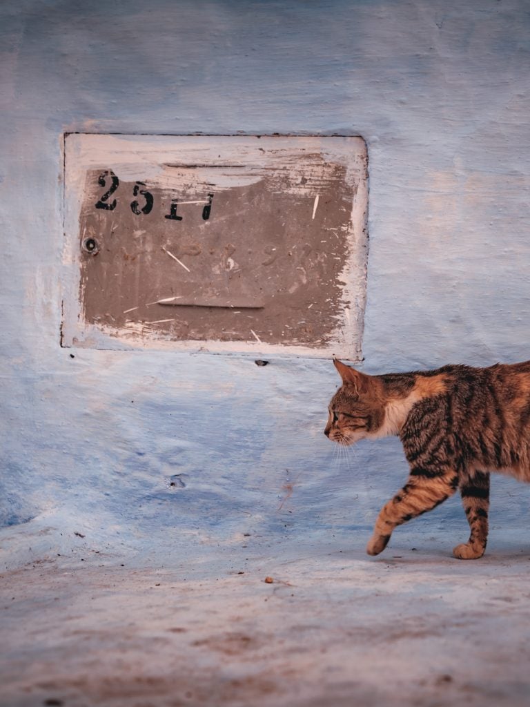 Katze in Chefchaouen vor blauer Wand
